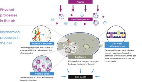 How does cold plasma affect human cells