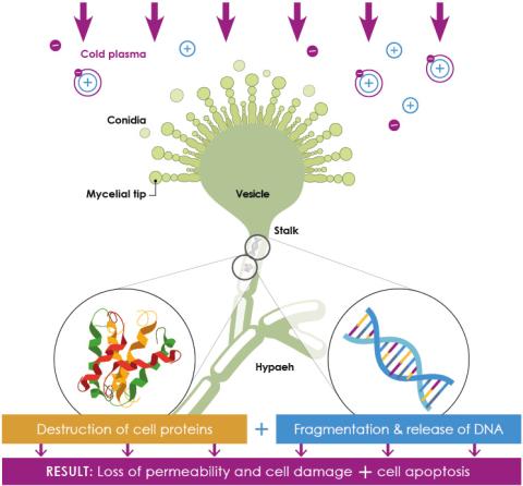 How does cold plasma effects fungi